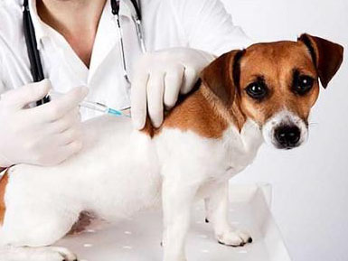 宠物疫苗注射